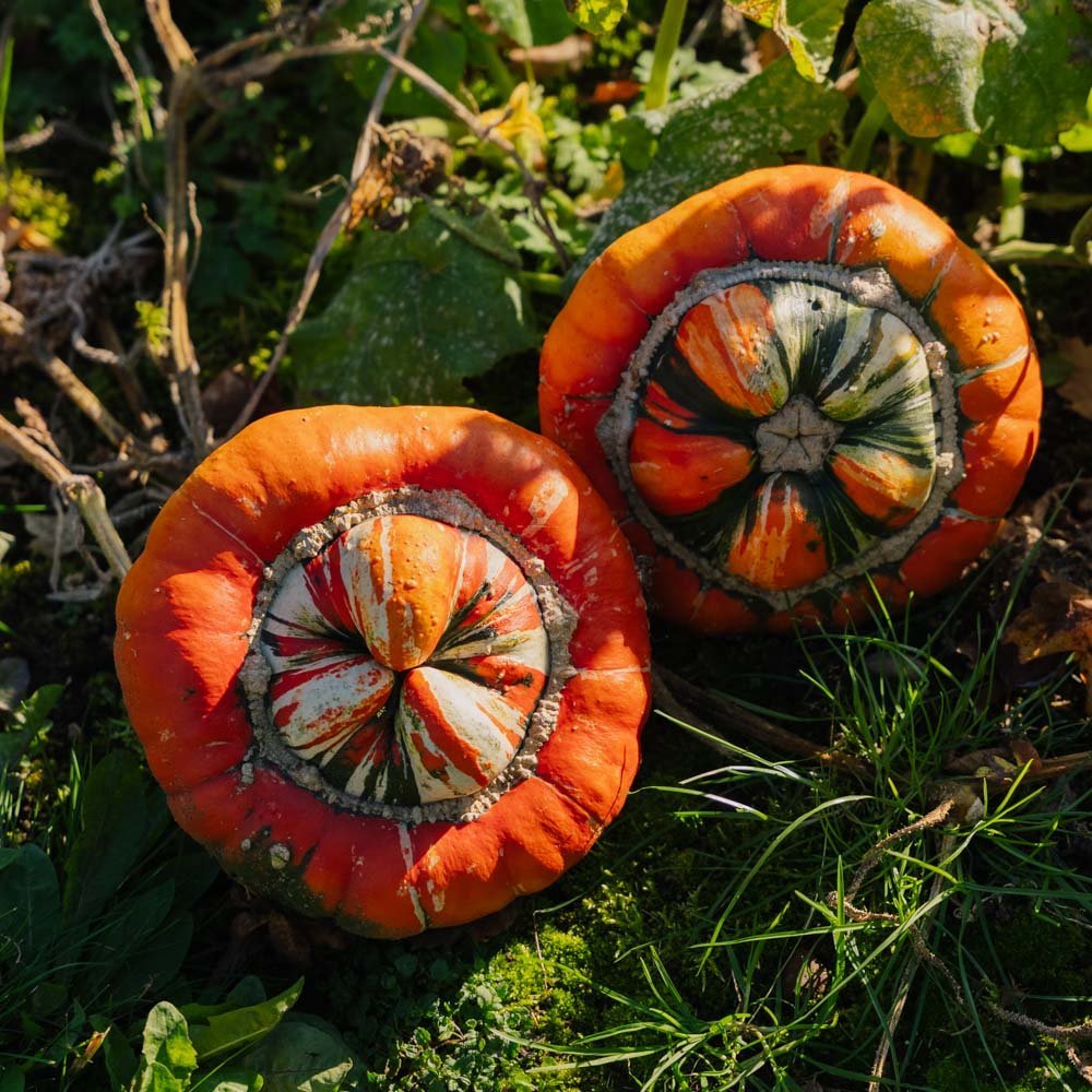 Graines de courge ornementale 'Bischofsmütze' - 5 graines biologiques