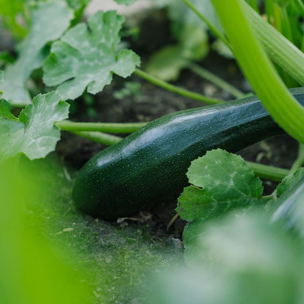 Graines de courgette 'Black Beauty' - 6 graines biologiques