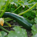 Graines de courgette 'Black Beauty' - 6 graines biologiques