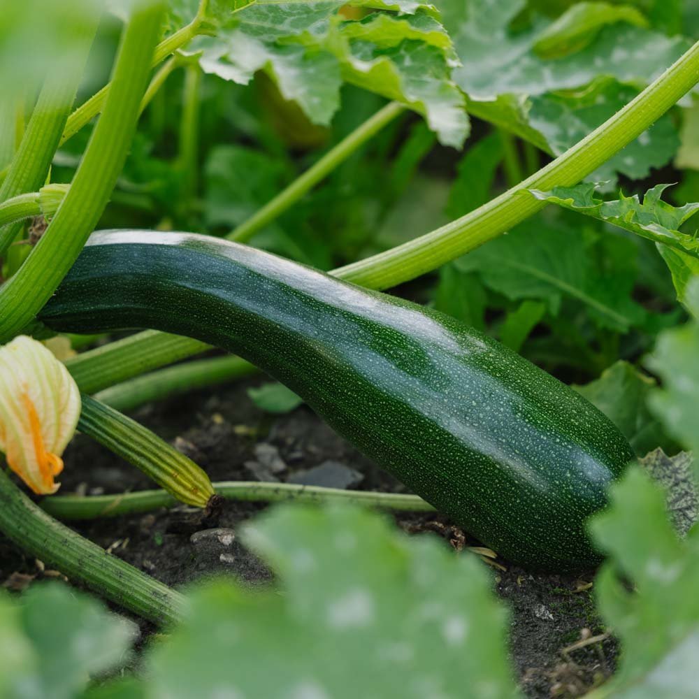 Graines de courgette 'Black Beauty' - 6 graines biologiques