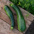 Graines de courgette 'Black Beauty' - 6 graines biologiques