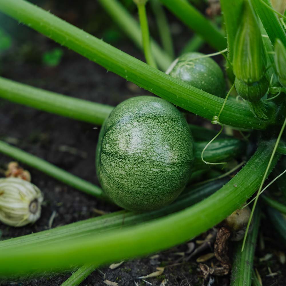 Graines de courgette 'Ola redonda' - 5 graines biologiques