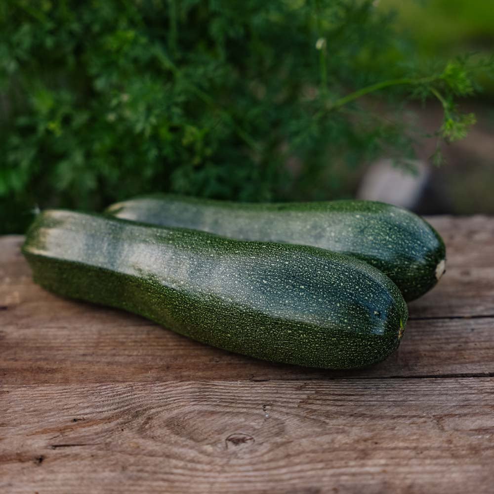 Graines de courgette 'Zucchini' - 6 graines biologiques