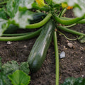 Graines de courgette 'Zucchini' - 6 graines biologiques