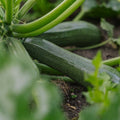 Graines de courgette 'Zucchini' - 6 graines biologiques