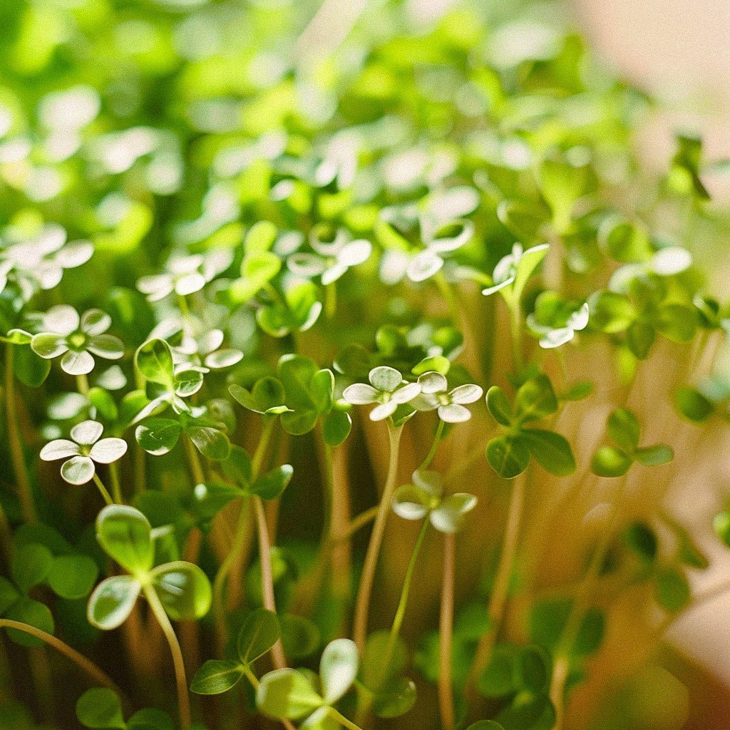 Graines de cresson alénois 'Cressida' - 150 graines biologiques