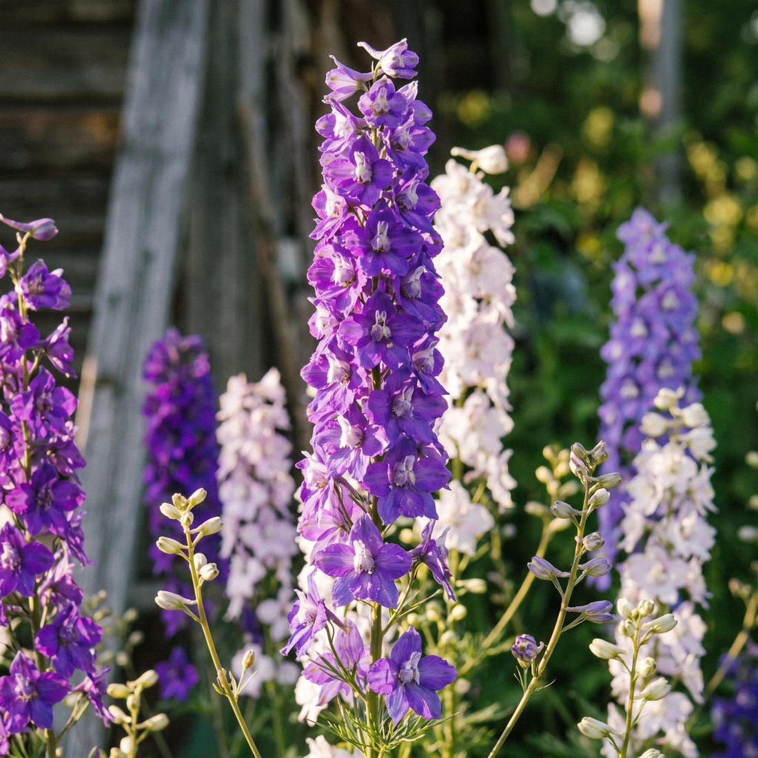 Graines de delphinium 'Larkspur' - 90 graines biologiques
