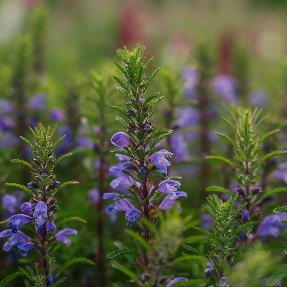 Graines de dragonnier 'Moldavian Dragonhead' - 150 graines biologiques