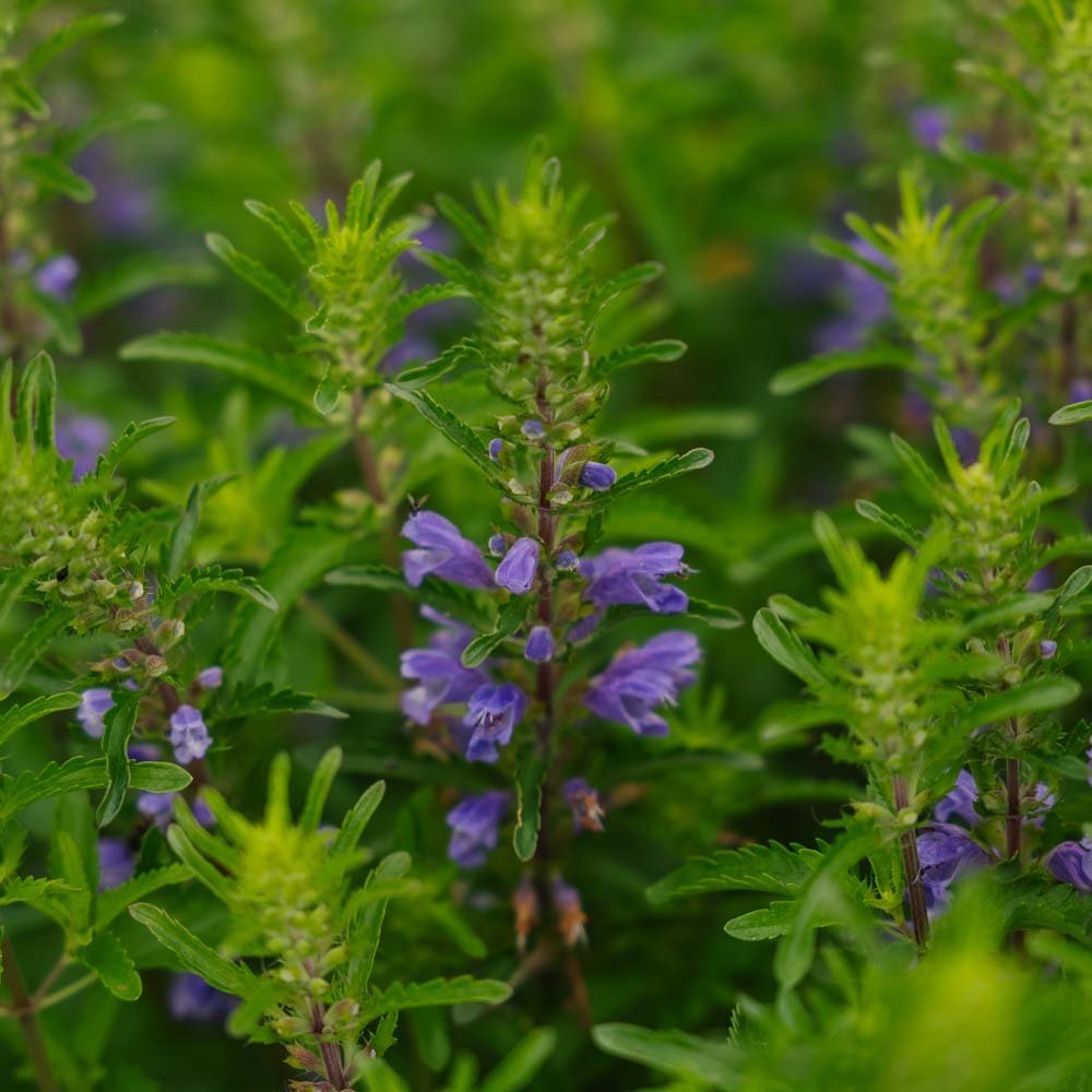 Graines de dragonnier 'Moldavian Dragonhead' - 150 graines biologiques