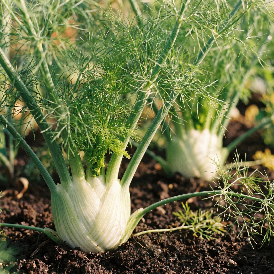 Graines de fenouil 'Fino' - 40 graines biologiques
