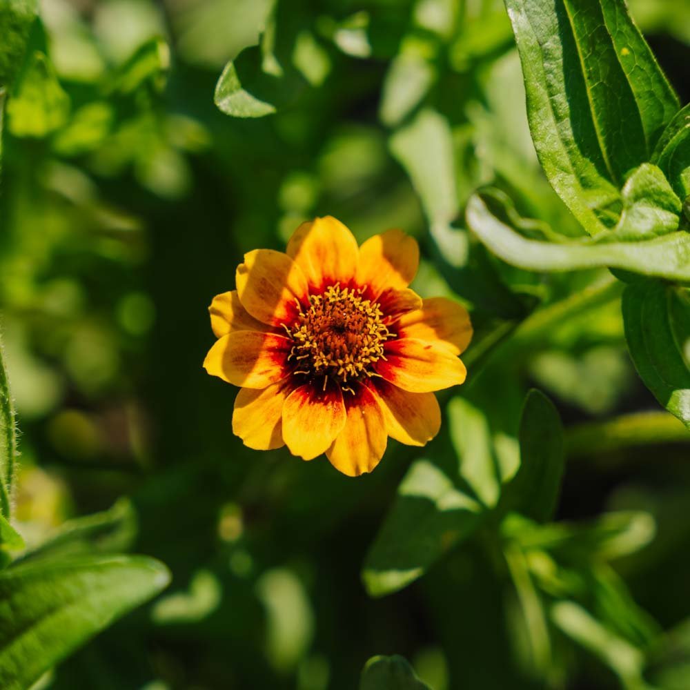Graines de géranium nain - 50 graines biologiques