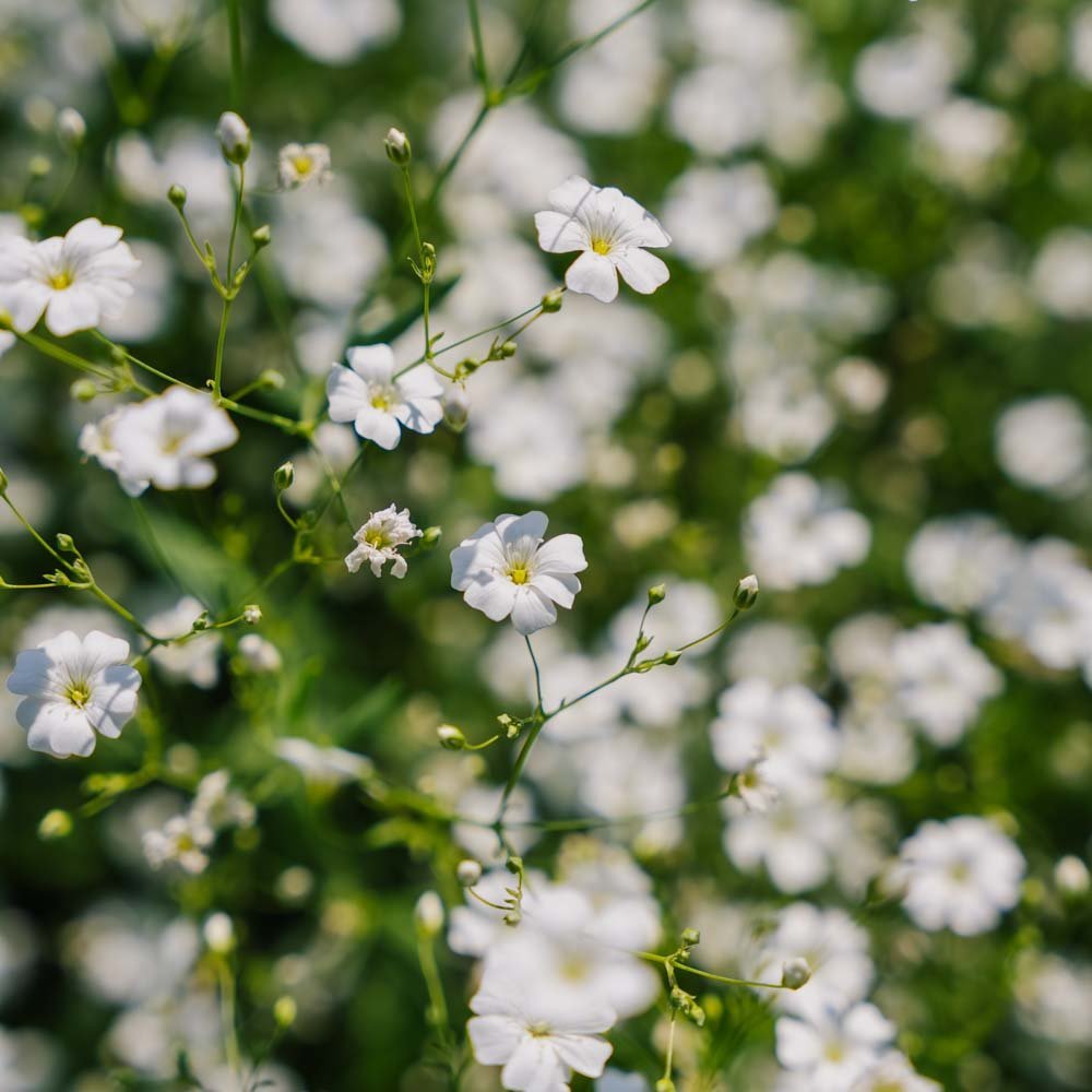 Graines de gypsophile 'Soapwort' - 300 graines biologiques