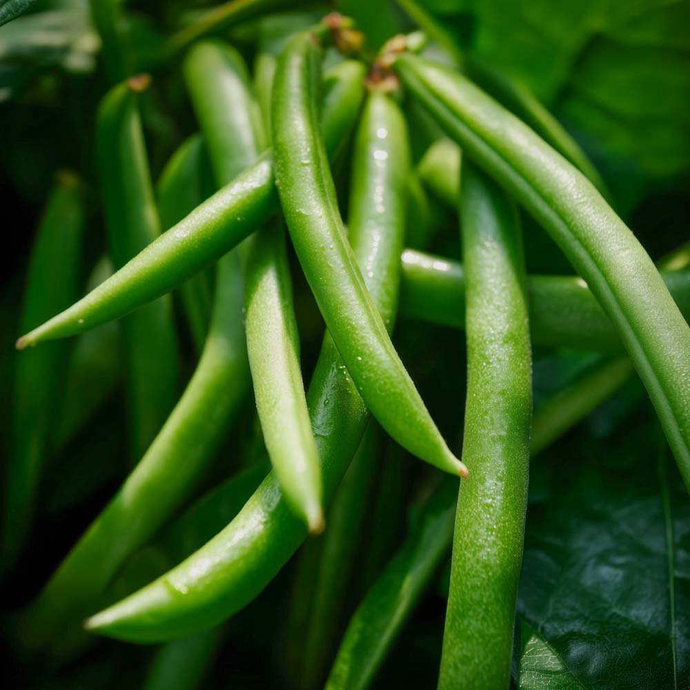 Graines de haricot nain 'Domino' - 15 graines biologiques