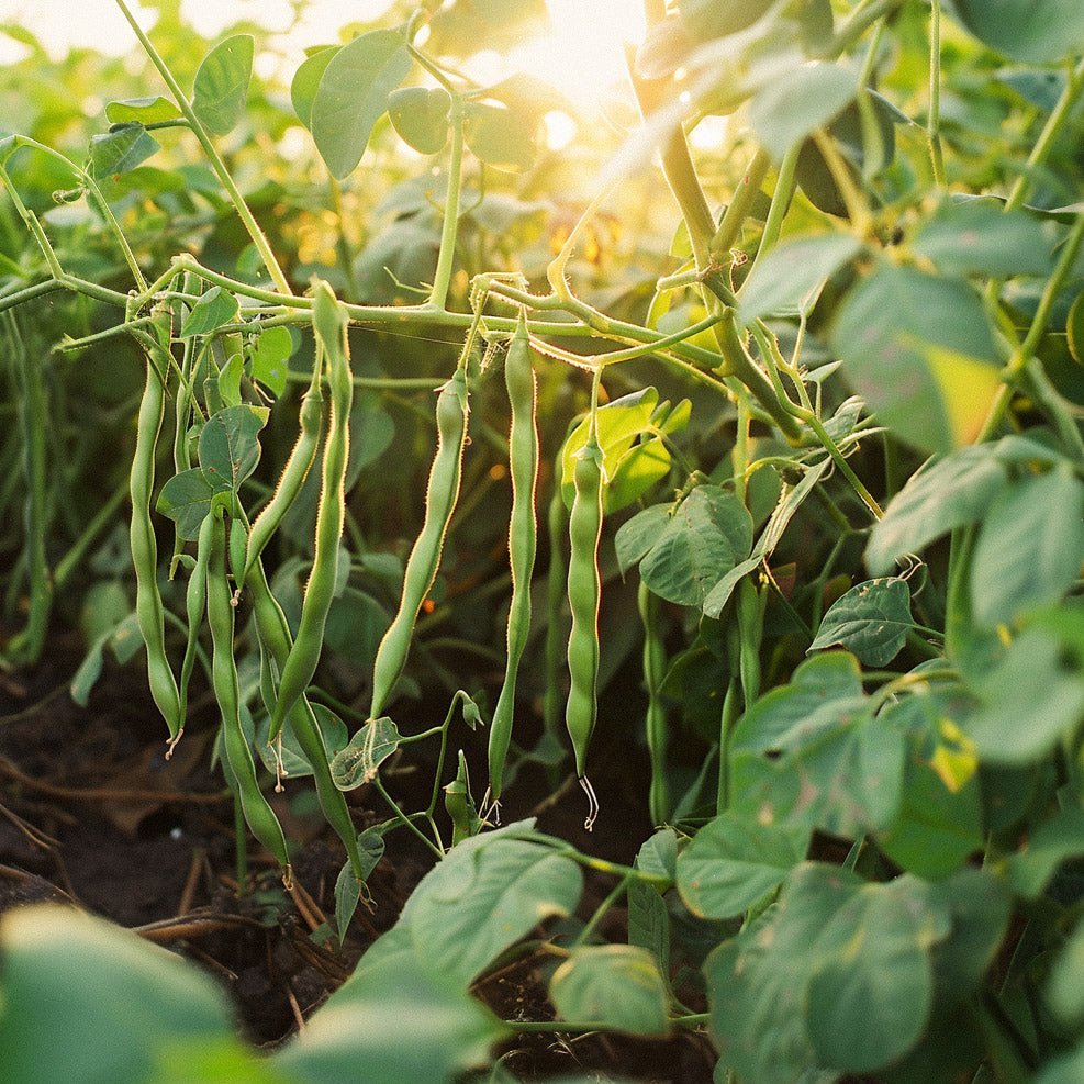 Graines de haricot nain 'Faraday' - 15 graines biologiques