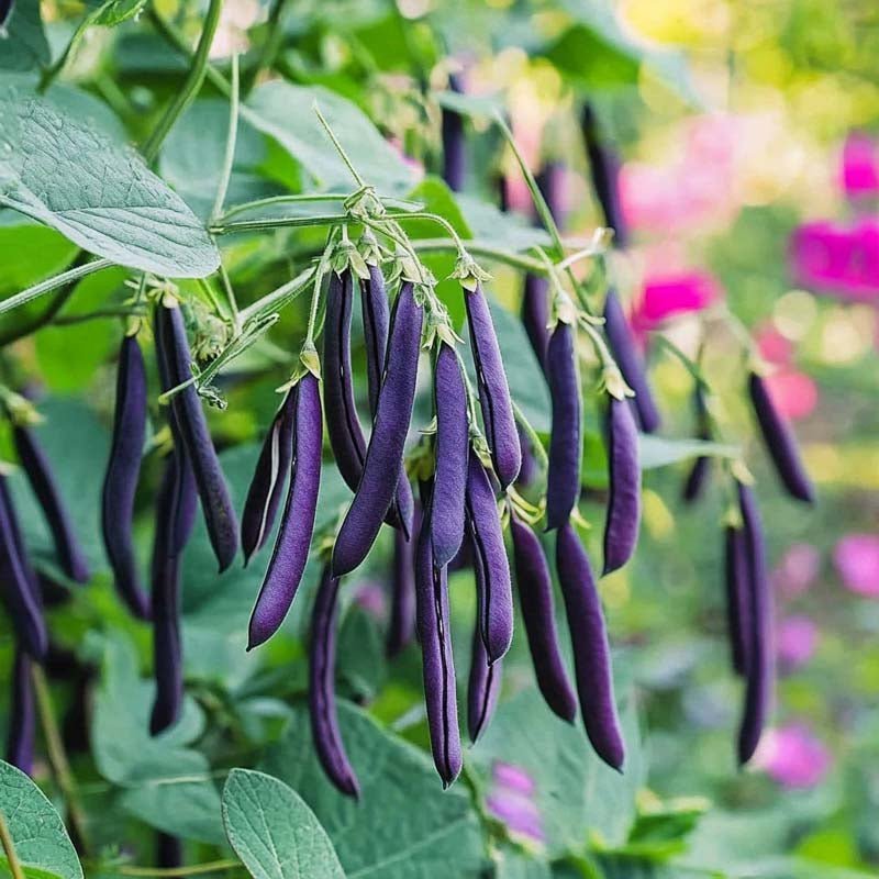 Graines de haricot nain 'Purple Teepee' - 20 graines biologiques