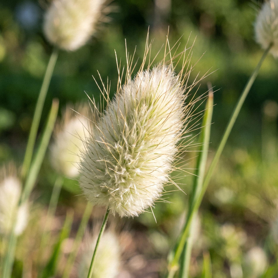 Graines de lagure ovale 'Hare's-tail grass' - 150 graines biologiques