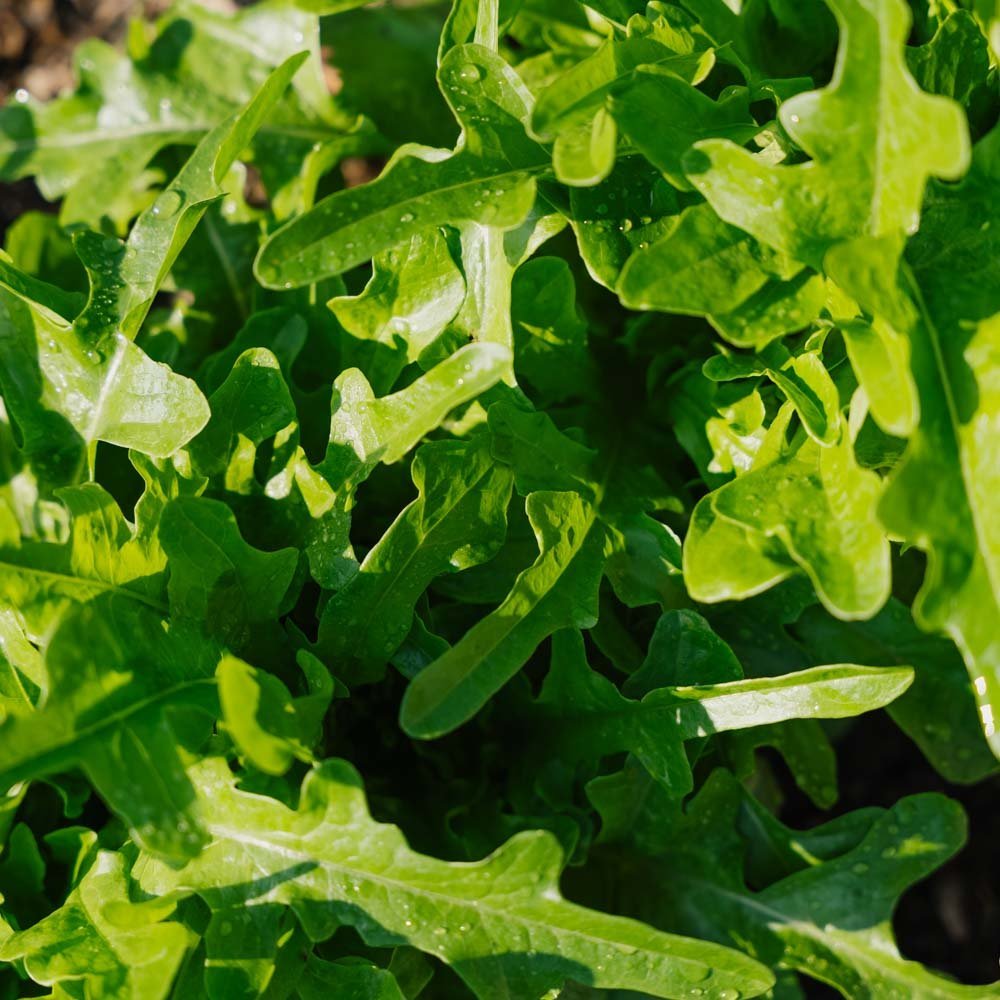 Graines de laitue à couper 'Catalogna' - 200 graines biologiques