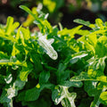 Graines de laitue à couper 'Catalogna' - 200 graines biologiques