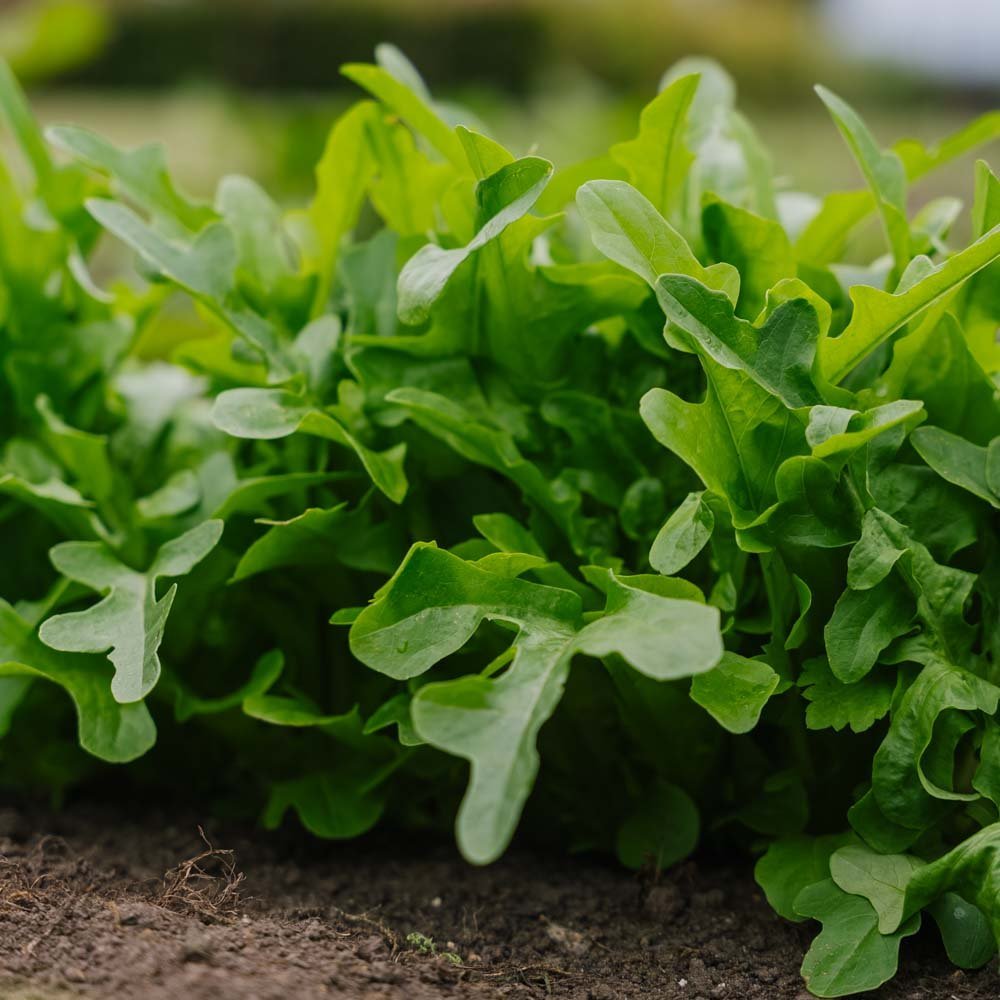 Graines de laitue à couper 'Catalogna' - 200 graines biologiques