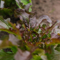 Graines de laitue à couper 'Cocarde' - 200 graines biologiques