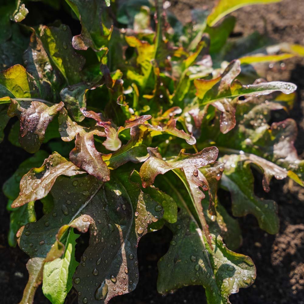Graines de laitue à couper 'Cocarde' - 200 graines biologiques