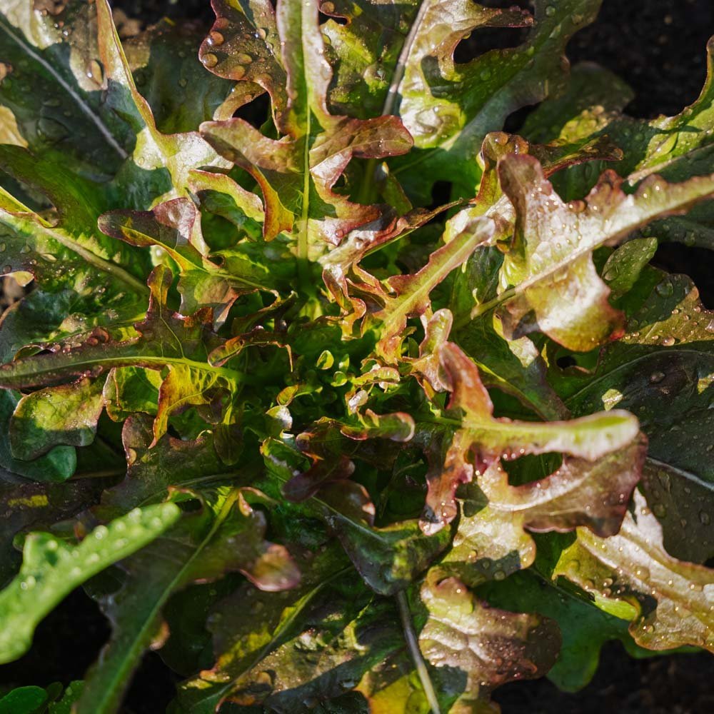 Graines de laitue à couper 'Cocarde' - 200 graines biologiques