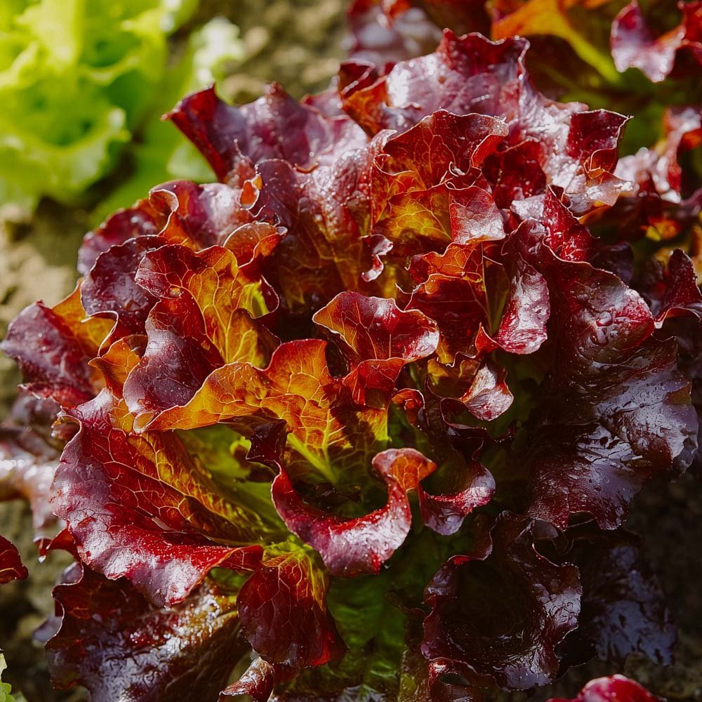 Graines de laitue à couper 'Red Salad Bowl' - 200 graines biologiques