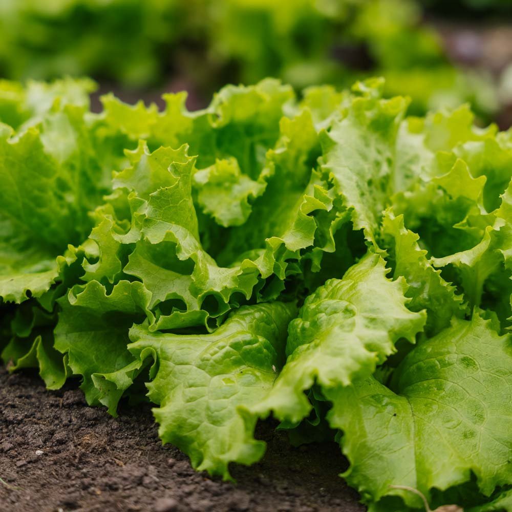 Graines de laitue Batavia 'Blonde de Paris' - 200 graines biologiques