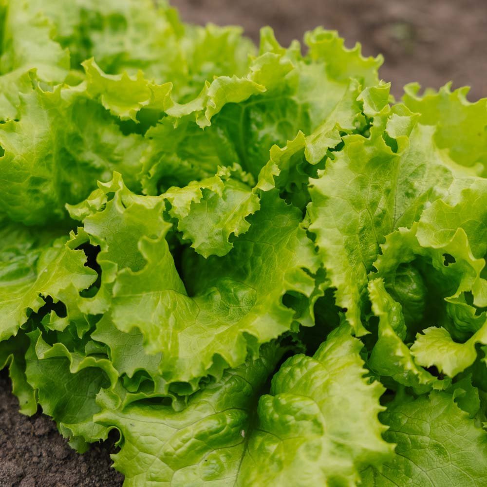 Graines de laitue Batavia 'Blonde de Paris' - 200 graines biologiques