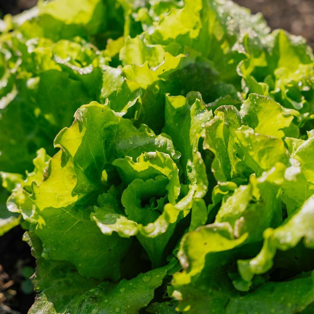 Graines de laitue Batavia 'Maravilla de Verano' - 200 graines biologiques