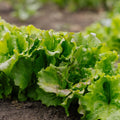 Graines de laitue Batavia 'Maravilla de Verano' - 200 graines biologiques