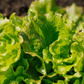 Graines de laitue Batavia 'Maravilla de Verano' - 200 graines biologiques