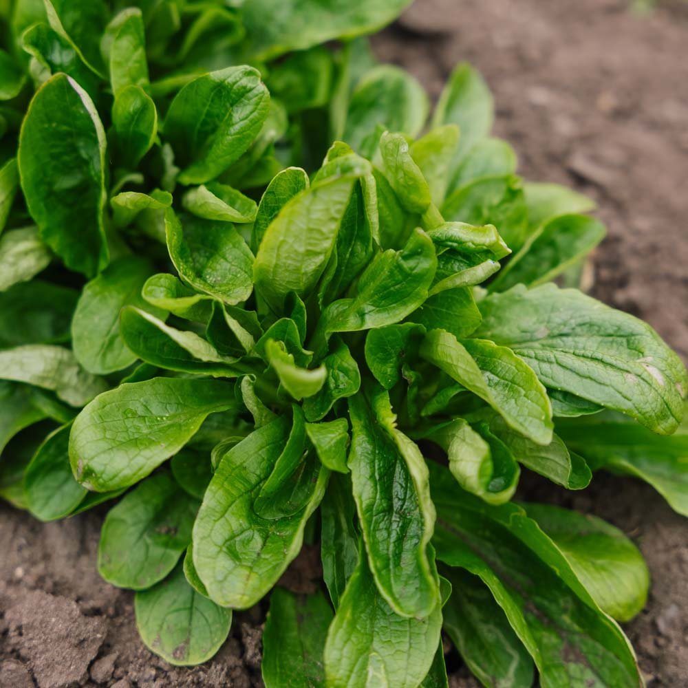 Graines de laitue de printemps 'Blanche' - 200 graines biologiques