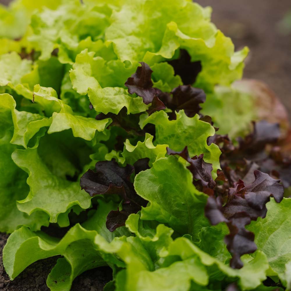 Graines de laitue 'Mesclun' - 140 graines biologiques
