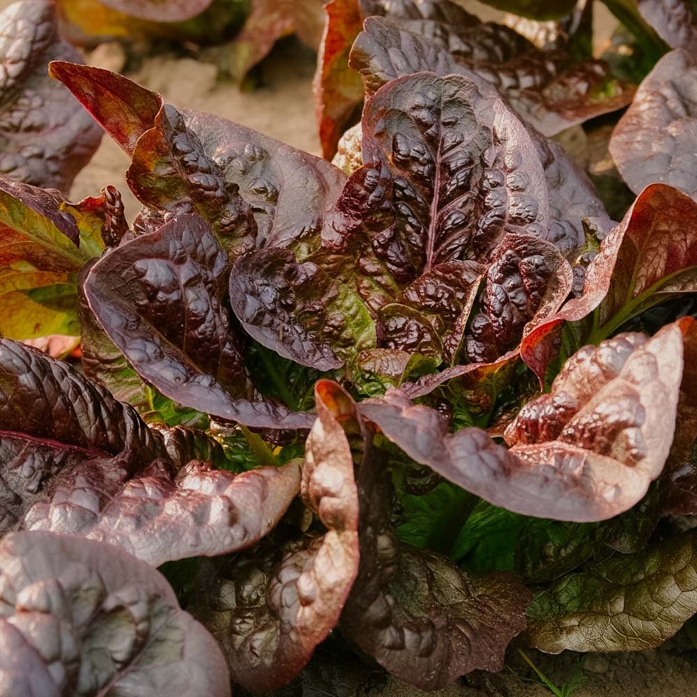 Graines de laitue romaine 'Little Leprechaun' - 300 graines biologiques