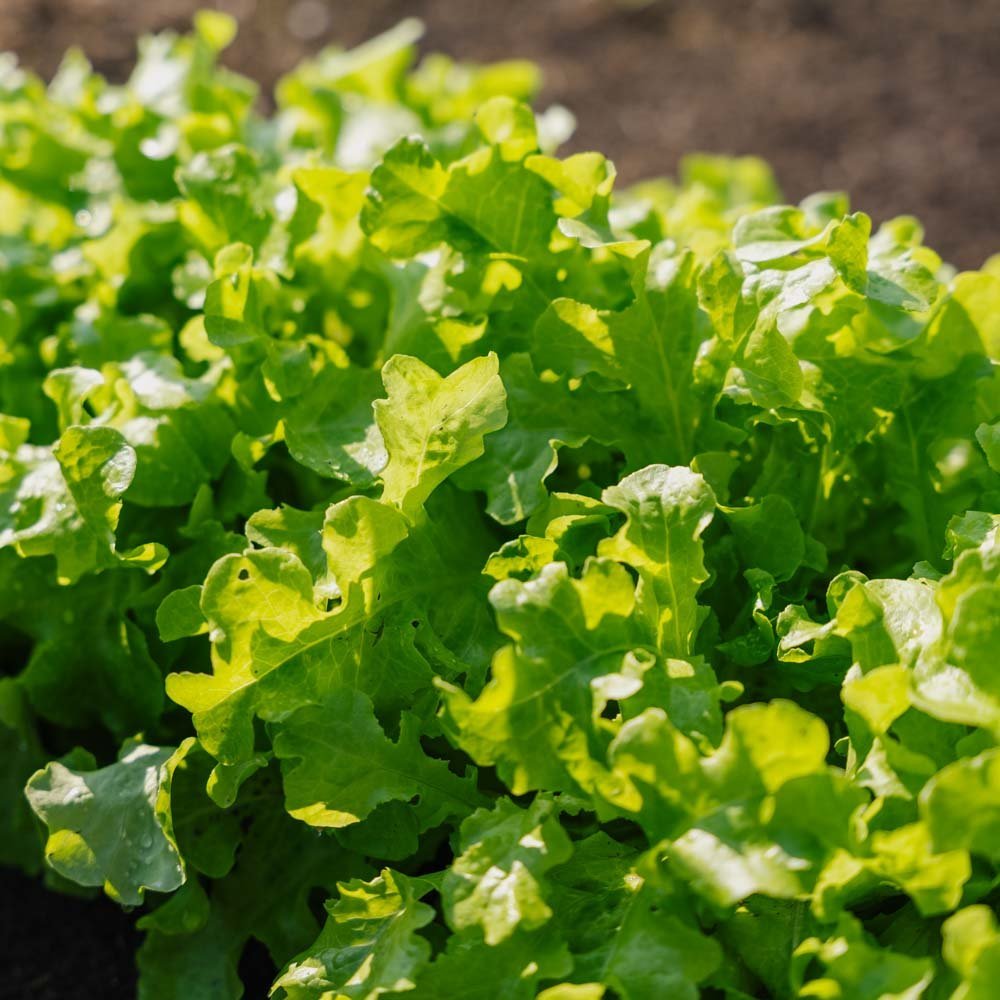 Graines de laitue 'Salad Bowl' - 100 graines biologiques