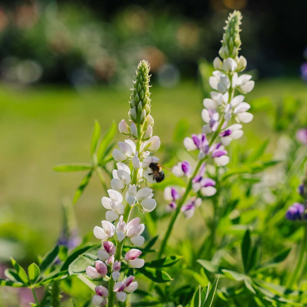 Graines de lupin 'Lupin nain' - 50 graines biologiques