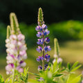 Graines de lupin 'Lupin nain' - 50 graines biologiques