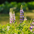 Graines de lupin 'Lupin nain' - 50 graines biologiques