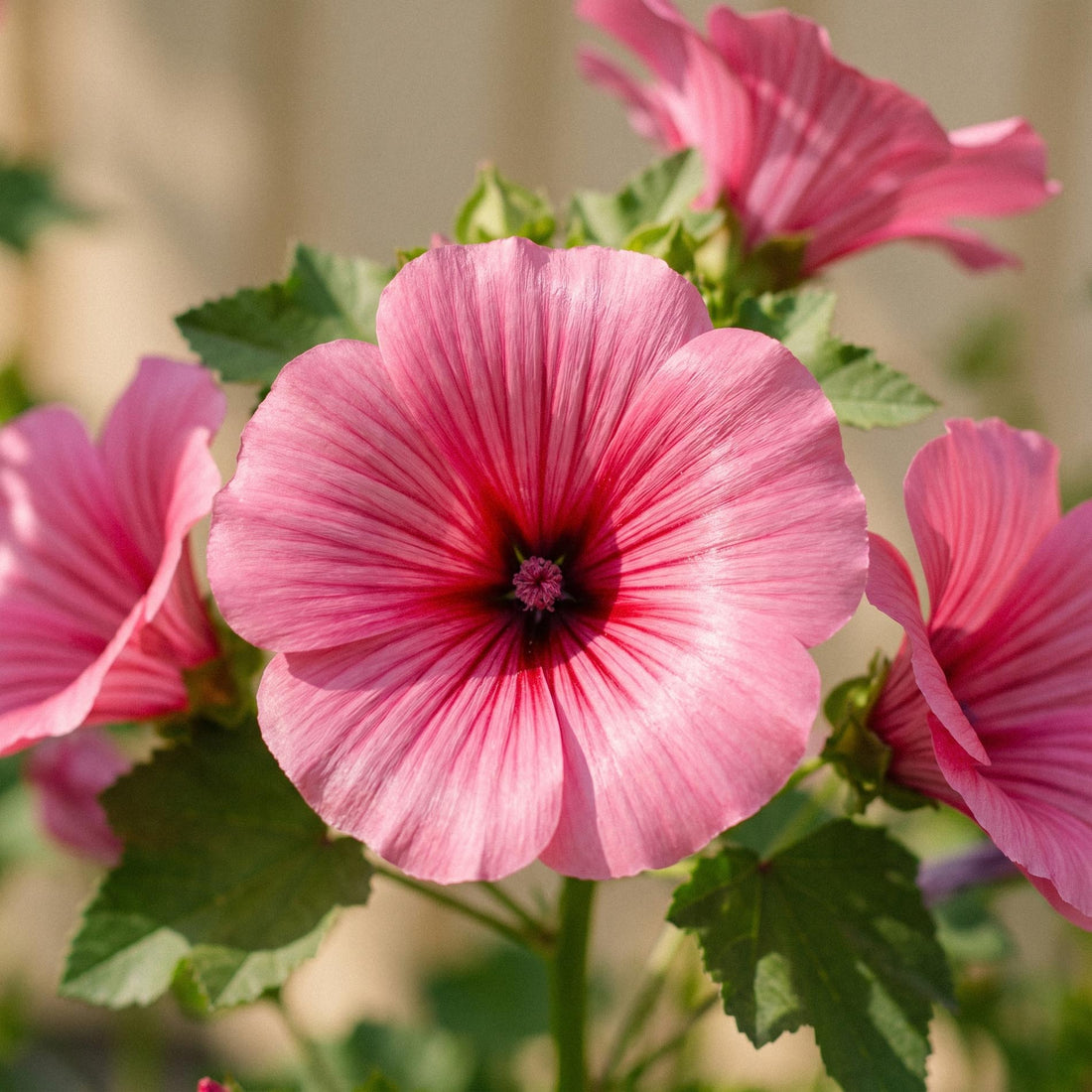 Graines de malope 'Mallow wort' - 80 graines biologiques