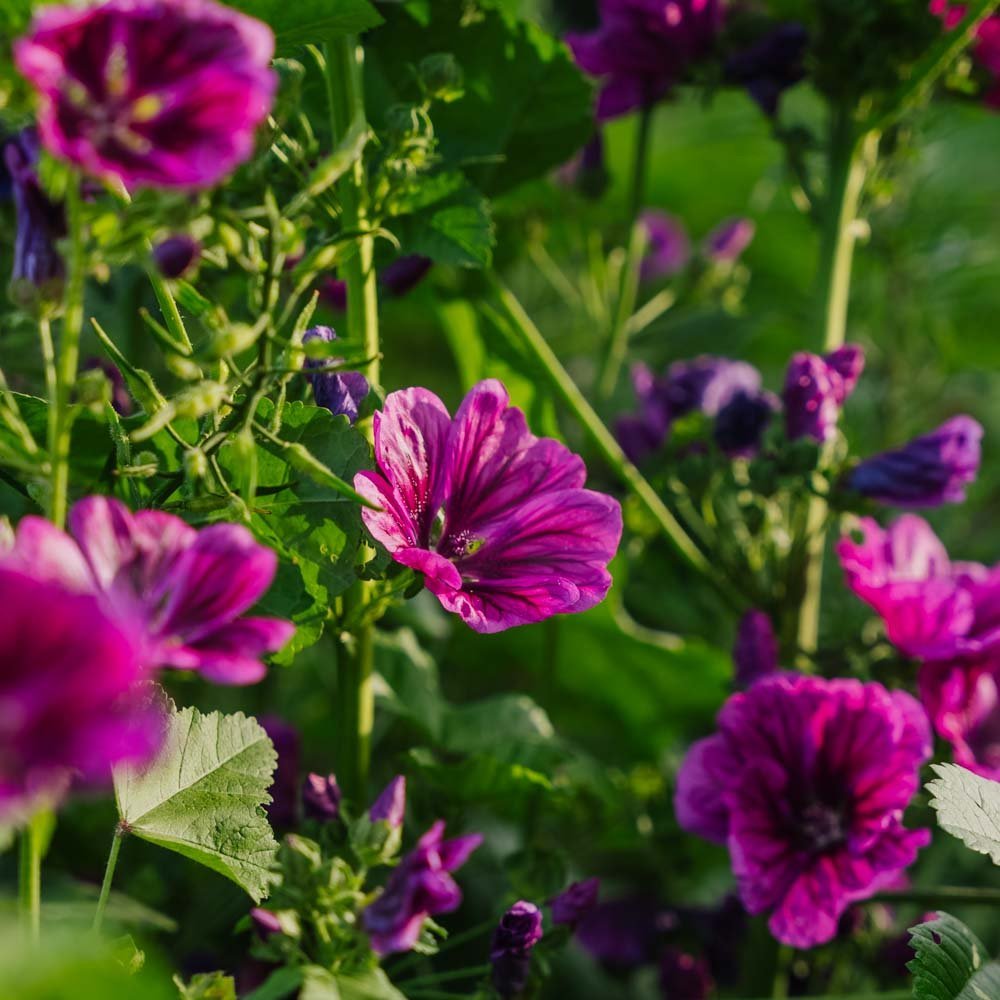 Graines de mauve 'Mauritanica' - 100 graines biologiques