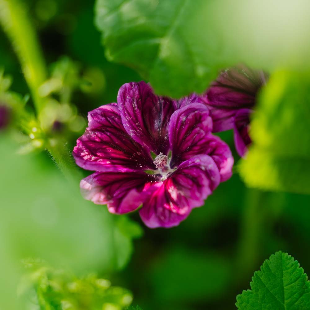 Graines de mauve 'Mauritanica' - 100 graines biologiques