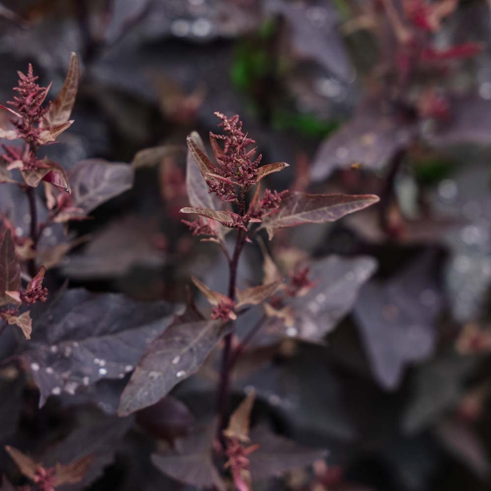 Graines de mauve rouge - 100 graines biologiques