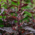 Graines de mauve rouge - 100 graines biologiques