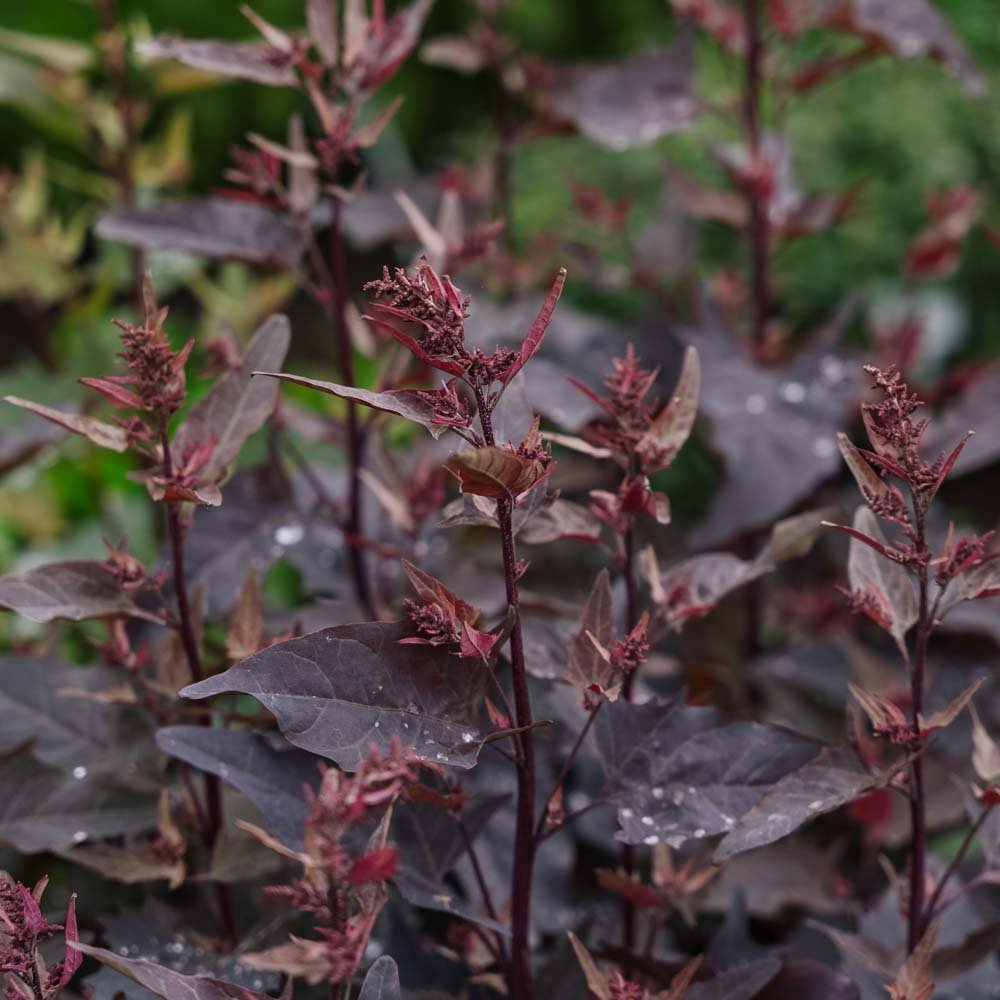 Graines de mauve rouge - 100 graines biologiques