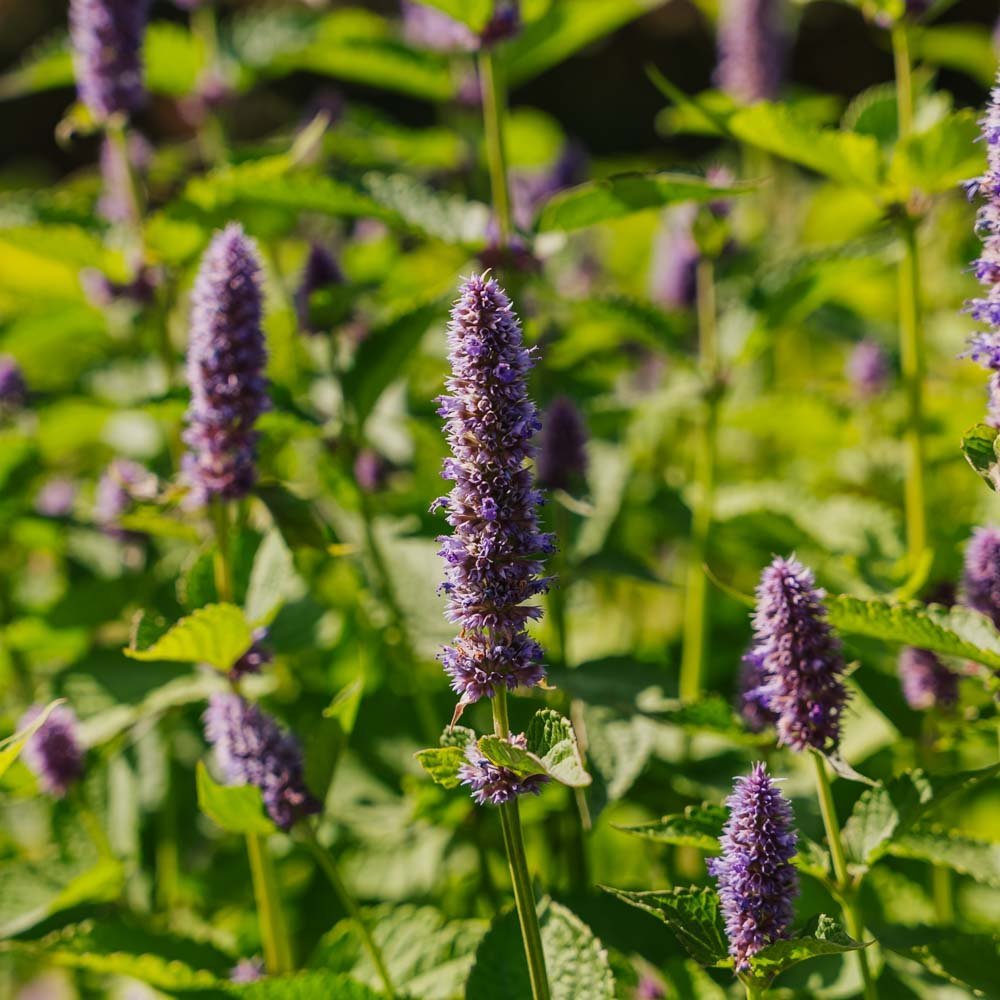 Graines de menthe indienne - 150 graines biologiques
