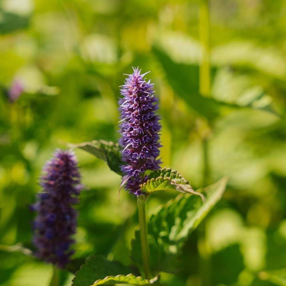 Graines de menthe indienne - 150 graines biologiques