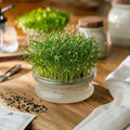 Graines de micropousses 'Aneth' - 10500 graines biologiques