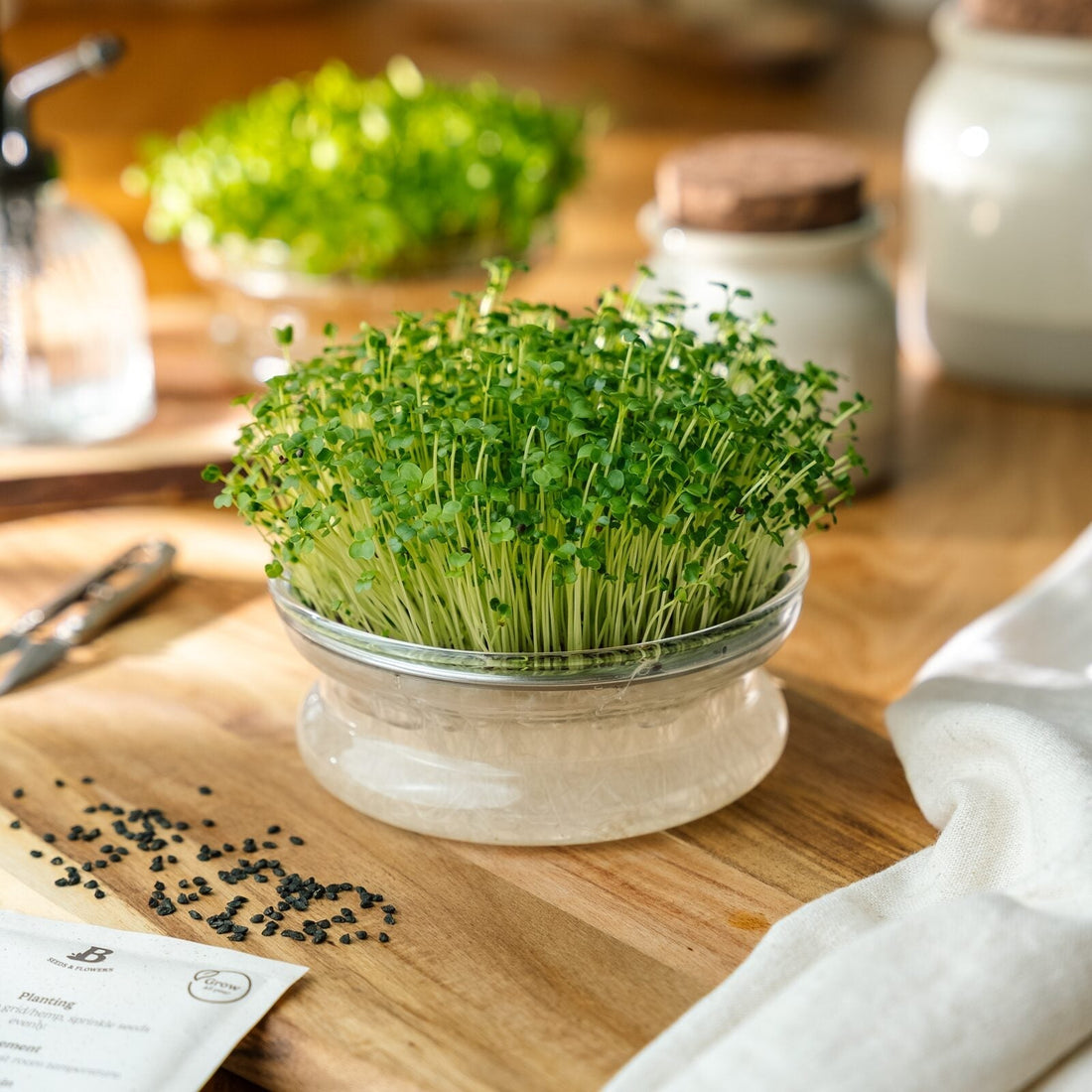 Graines de micropousses 'Brocoli-rave' - 7100 graines biologiques