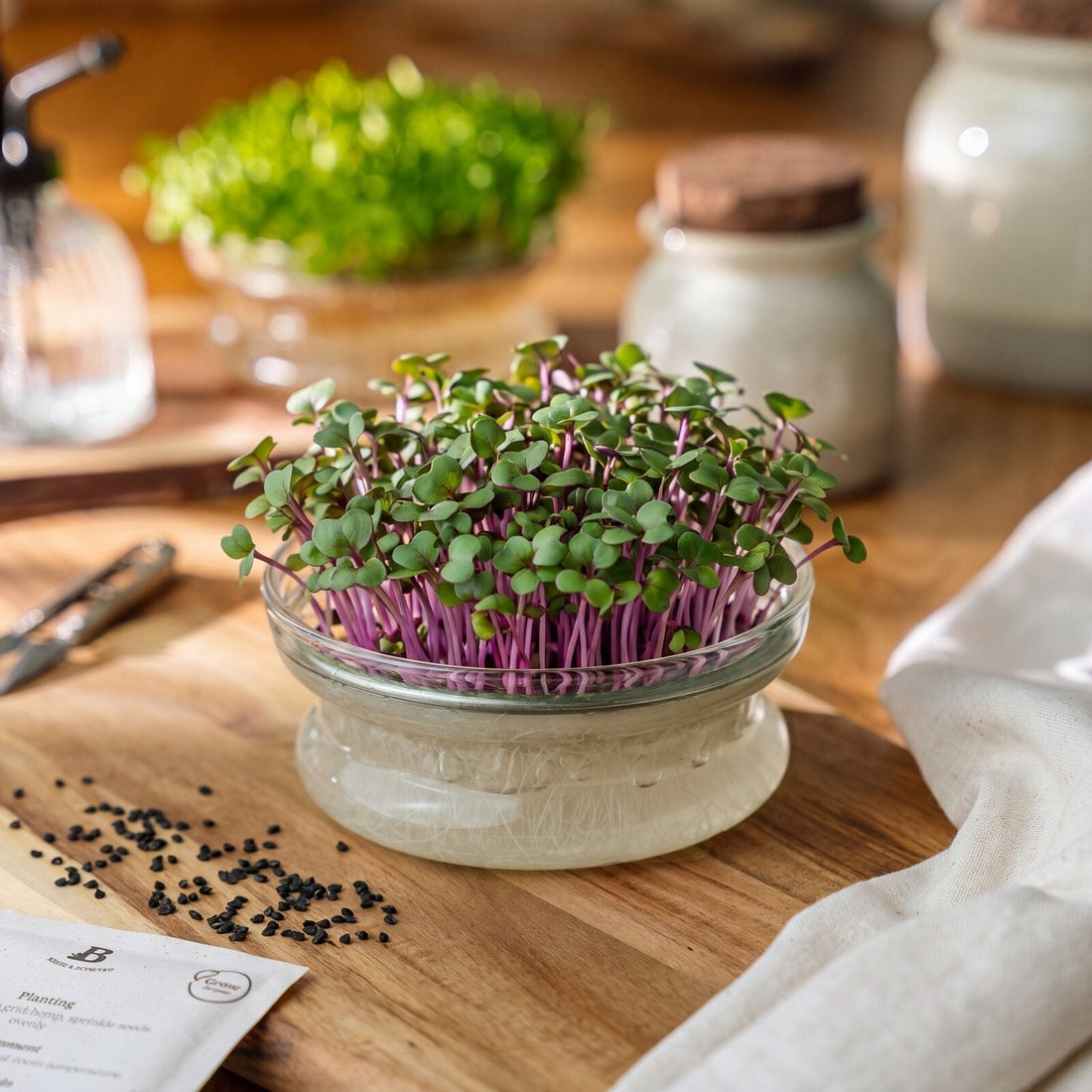 Graines de micropousses 'Chou-rave violet' - 4600 graines biologiques